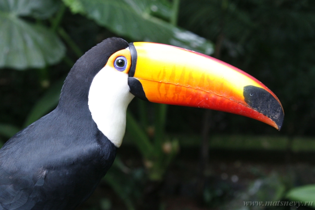 ArgL 2416.jpg - Close-up portrait of the toco toucan. Ramphastos toco.Brazil. Iguazu